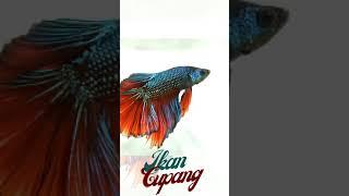 IKAN CUPANG TERMAHAL 2021 DI INDONESIA