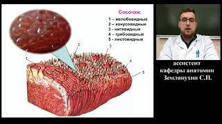 Лекция Анатомия - Сенсорные системы организма. Органы осязания обоняния и вкуса