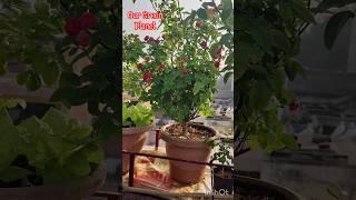 गमले में लगा हुआ गुलाब बटन गुलाब का पौधा  Button Rose Plant #shorts #reels #gardening