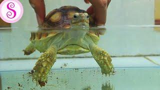 Kura-kura Sulcata Mandi di Aquarium Shoffa dan Hanna Channel