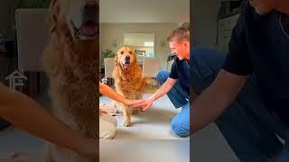 VIRAL hands on dog challenge accepted