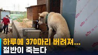 다리 잃고 절뚝절뚝…반려동물 유기 하루에 370마리  SBS