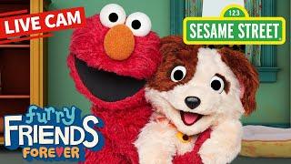 Sesame Street Elmo & Tango Puppy Cam  Elmos Puppy