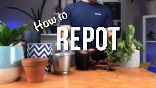 How to repot a plant?  Beginners Guide to Repotting