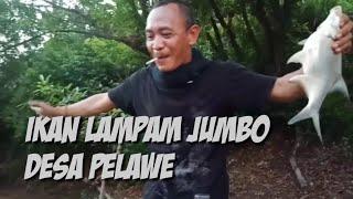 LAMPAM JUMBO DESA PELAWE