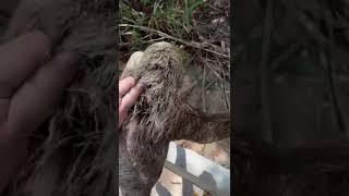 Rescuing a sloth Claudia Pereiras heroic act on a Brazilian road