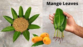 How to grow mango trees from mango leaves - With 100% Success