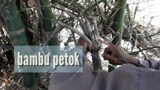 berburu dan proses pemotongan pring petok bambu petok