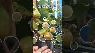 ছাদ বাগানে জামরুল। Wax apple on my rooftop garden। #Water Apple #জামরুল #YouTubeshorts #Viralvideo