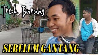 TES VOKAL KINERJA BURUNG SEBELUM GANTANG MURAI BATU