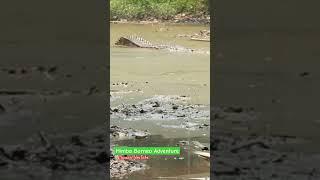 Buaya terbesar penghuni pulau Kalimantan ‼️ #buayaliar #crocodile #buayabesar