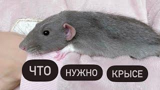 Как обустроить клетку крысе 