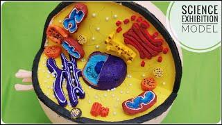 How to Make an Animal Cell 3D Model Project for Science Exhibition