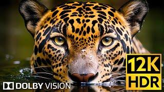 Dolby Vision  Wildlife 12K HDR 120fps in 2024 EXTREME COLORS