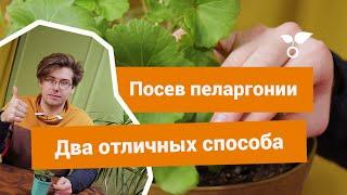 Как вырастить пеларгонию из семян? Два простых способа