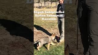 Eğer Köpeğiniz Birine Zarar Verirse Verilen Zarardan Sorumluluk Hali #shorts #short  #köpek