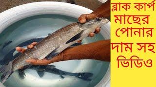 Black carp fish in bangladesh.black carp fishing video.ব্লাক কার্প মাছের দাম. কার্প মাছ কোথাই পাবেন