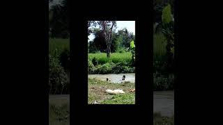 Bathing River \ River bath  \ Before Bathing Kids \ Daily Pop \ Mandi Sungai eps.201 #shots