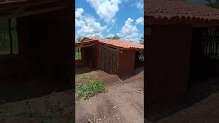 Olha Só Como tá Ficando a Nossa Casa #vidanocampo #agro