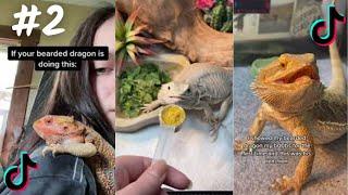 Bearded DragonCompilation TikTok 20234K          PART 2