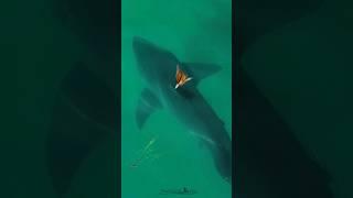 Great White Shark & a butterfly See it in 4K on my channel. Its beautiful.