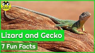 7 Fun Facts about Lizards and Geckos