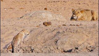 Leopard Walks Right into a Lion