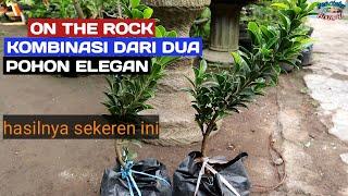 On the rock dua pohon elegan hasilnya ajip