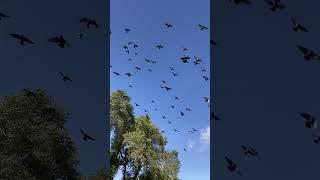Pigeons slow motion birds in flight
