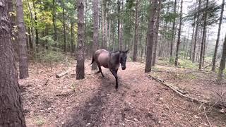 Horse kicks tree farts on dogs then runs away.