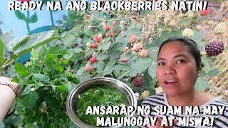 BUHAY AMERIKA MAY BLACKBERRIES NA AT LUTO NG MALUNGGAY NA SUAM