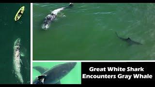 Great White Shark Surprised by Gray Whale in Rare Encounter