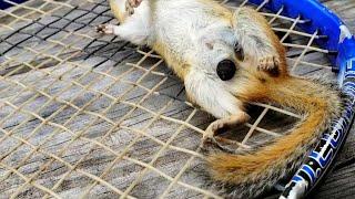 Satisfying BotFly Removal from a non moving Chipmunk