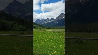 Moose on the Loose in Belly River Glacier National Park