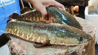 Big Snakehead Murrel Fish Cutting Skills Live in Fish Market  Fish Cutting Skills