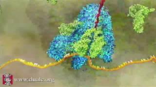 mRNA Translation Advanced