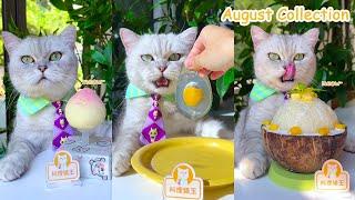 Lets Try Chef Cat’s August Recipes At Home！ASMR  Cat Cooking Food   EggJelly&Hotpot And So On