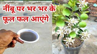 नींबू पर भर भर के फूल फल आएंगे  Liquid Fertilizer For Lemon Plants