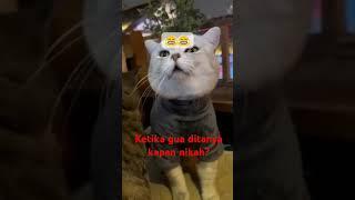 sensitif ditanya kapan nikah?#videolucu #videolawak #catlover #kucinglucu #kapannikah #catbeautifull