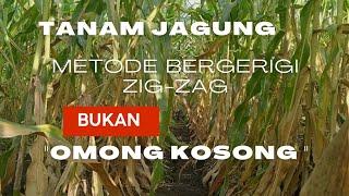 Cara Tanam Jagung Dengan Jarak Tanam Terbaik Dan Populasi Lebih Banyak  Cara Tanam Jagung Bergerigi