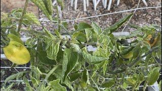 Pruning Tomatoes to Help Them Survive a LIGHT Frost