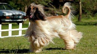 Top 15 Priciest Pooches The Worlds Most Expensive Dogs #youtube #factzone #facts