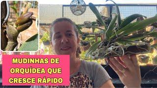 MUDINHAS DE ORQUÍDEA QUE CRESCE RÁPIDO. Qual não compro mais?