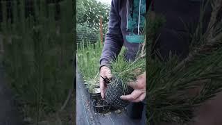 Japanese Black Pine Summer Trimming - 4th growing season.