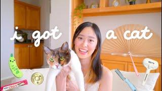 I adopted a CAT…finally  storytime favorite cat items naming her
