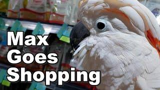 Max Goes Shopping