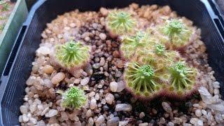 Pygmy Drosera