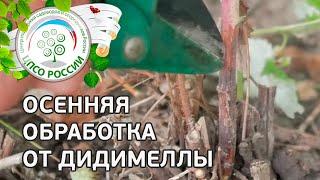 Болезнь малины - Дидимелла. Лечение малины от пурпуровой пятнистости Дидимеллы