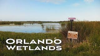 4K Orlando Wetlands Walk  Great Heron 