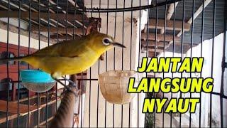 Pleci jantan di jamin langsung nyaut pleci betina manggil jantan